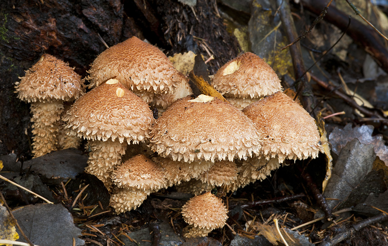 Pholiota squarrosa